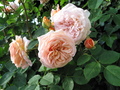 Körperbutter Rose