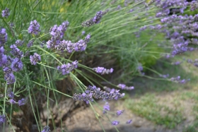 Lavendel